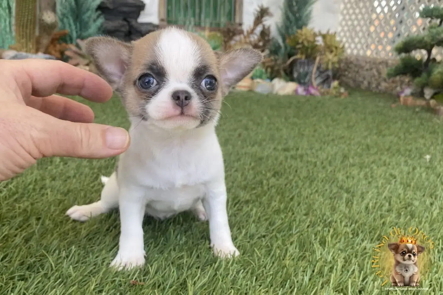 cachorro chihuahua toy