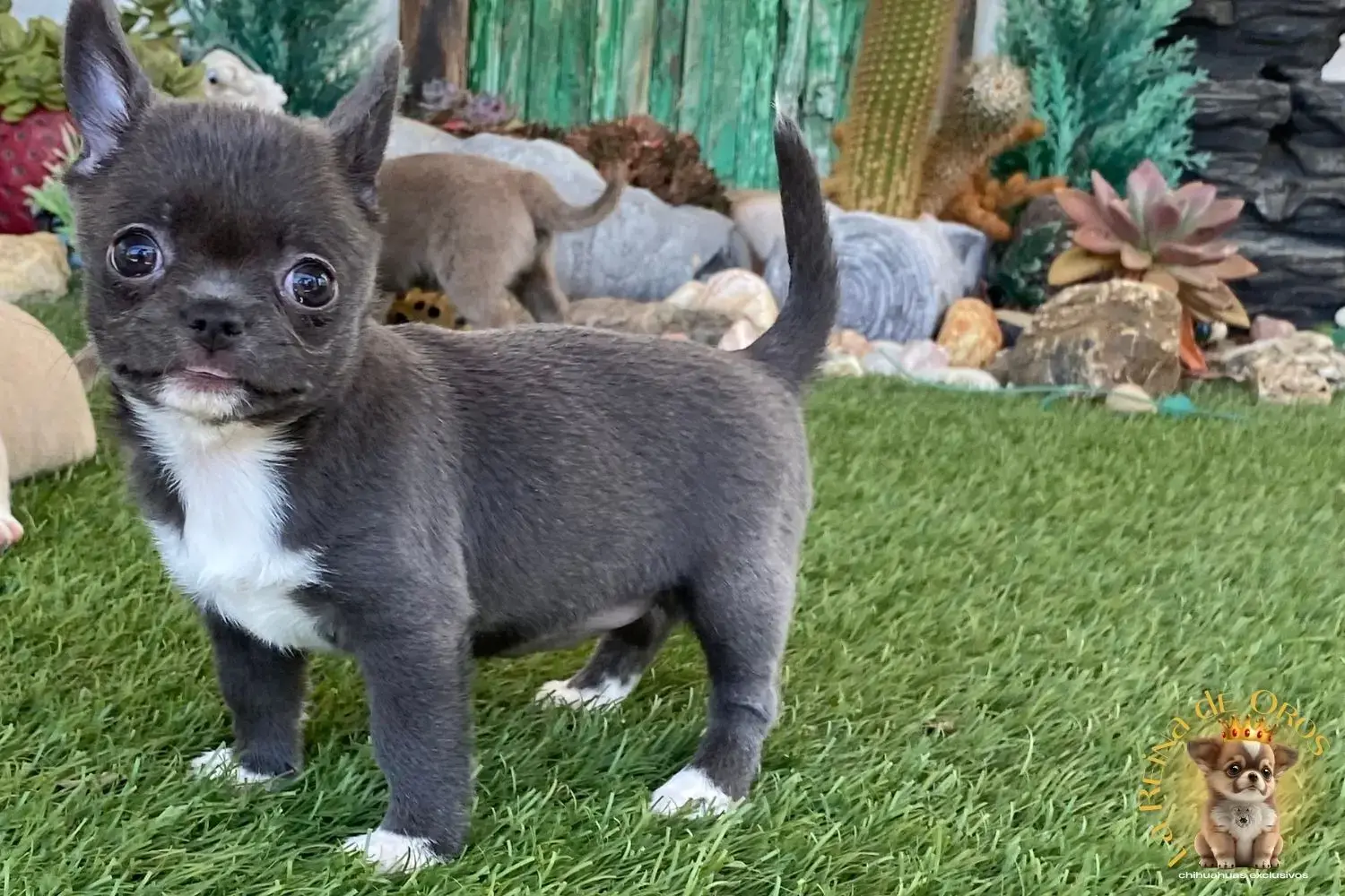 cachorro chihuahua llorona color azul