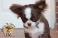 salud-y-prevencion-en-cachorros-chihuahuas