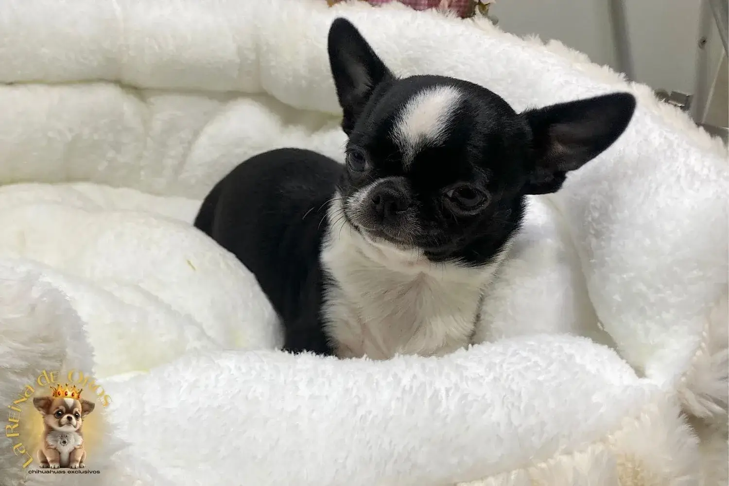 chihuahuas la reina de oros cachorros