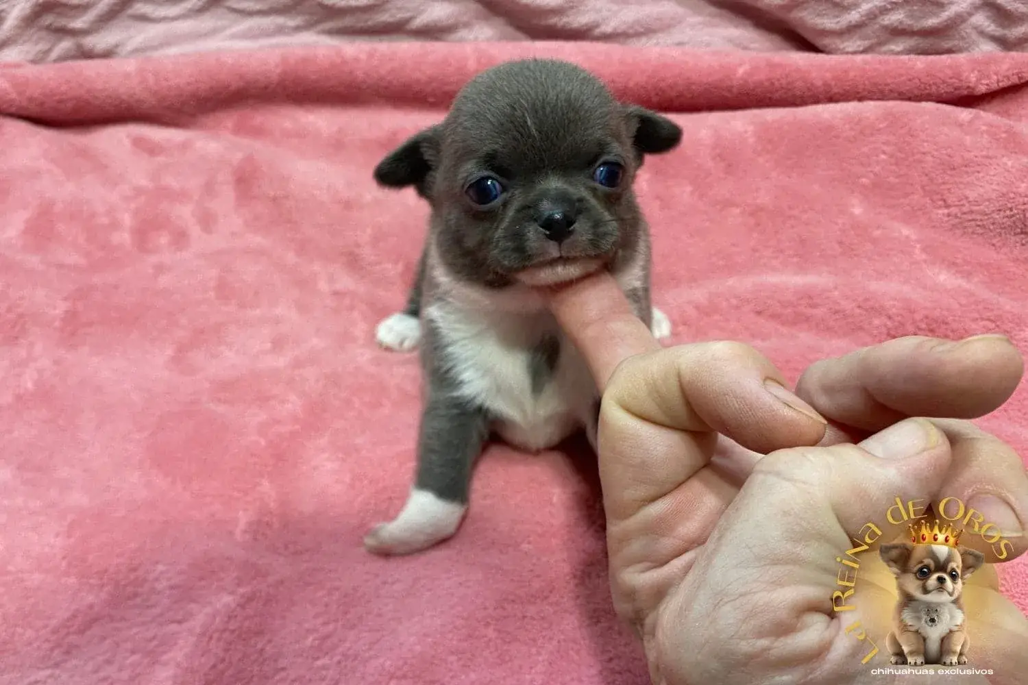 cachorro chihuahua lionel macho
