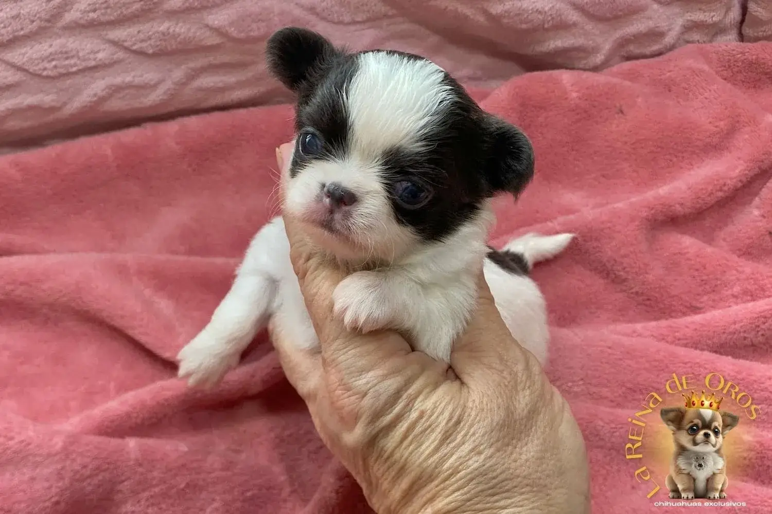 cachorro-chihuahua-india-criador