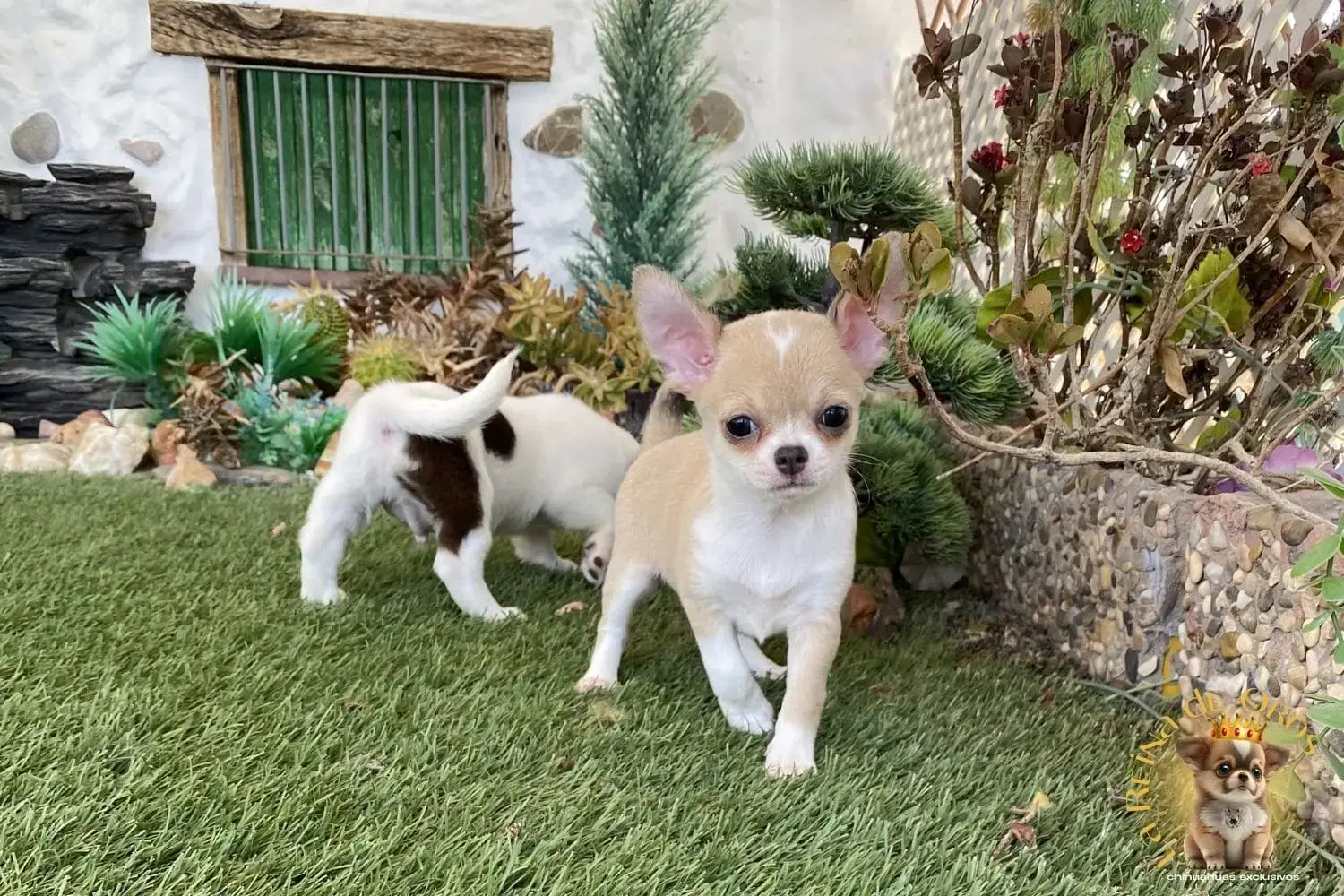 cachorro chihuahua lluna de criadero certificado