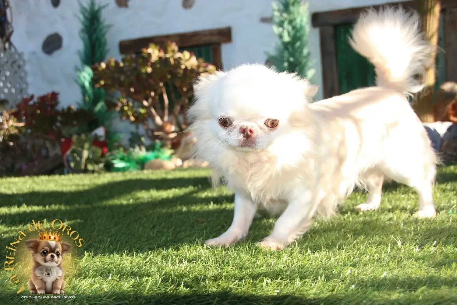 chihuahua blanco la reina de oros criadero