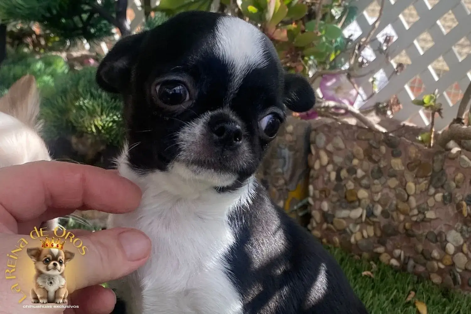 chihuahua macho lucero la reina de oros