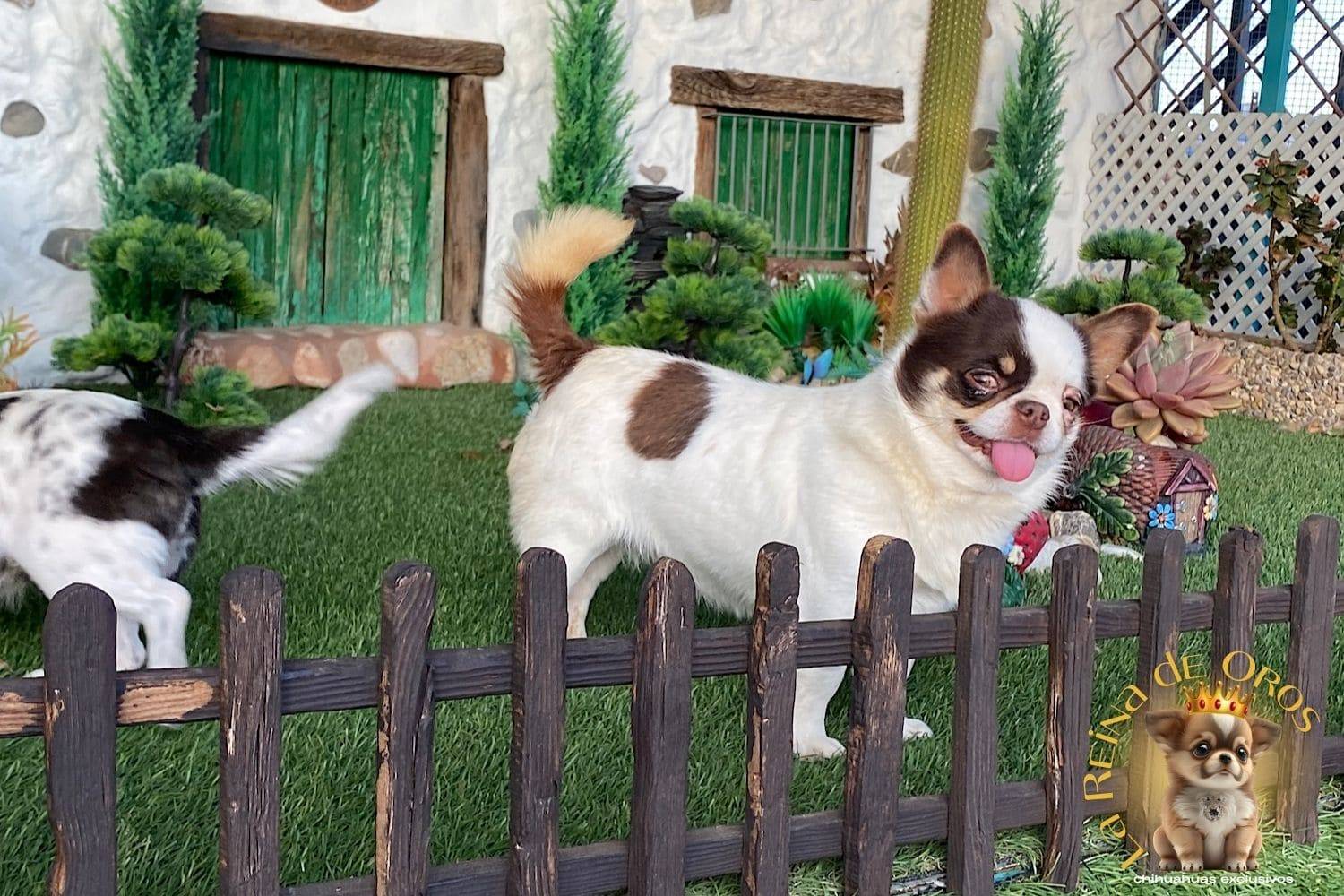 macho-chihuahua-adulto-pelo-corto-semental