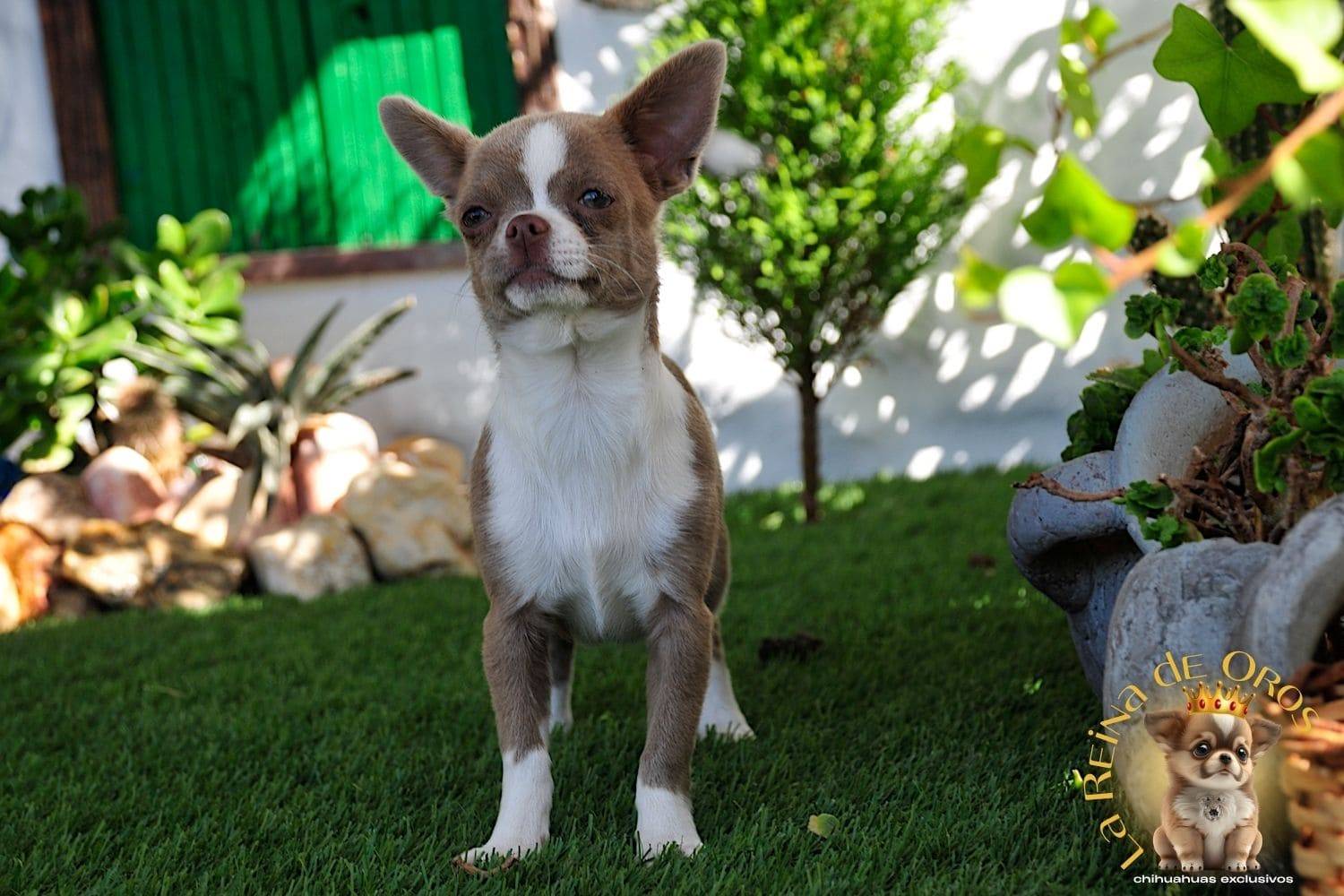hembra-chihuahua-color-lila-blanco-la-reina-de-oros