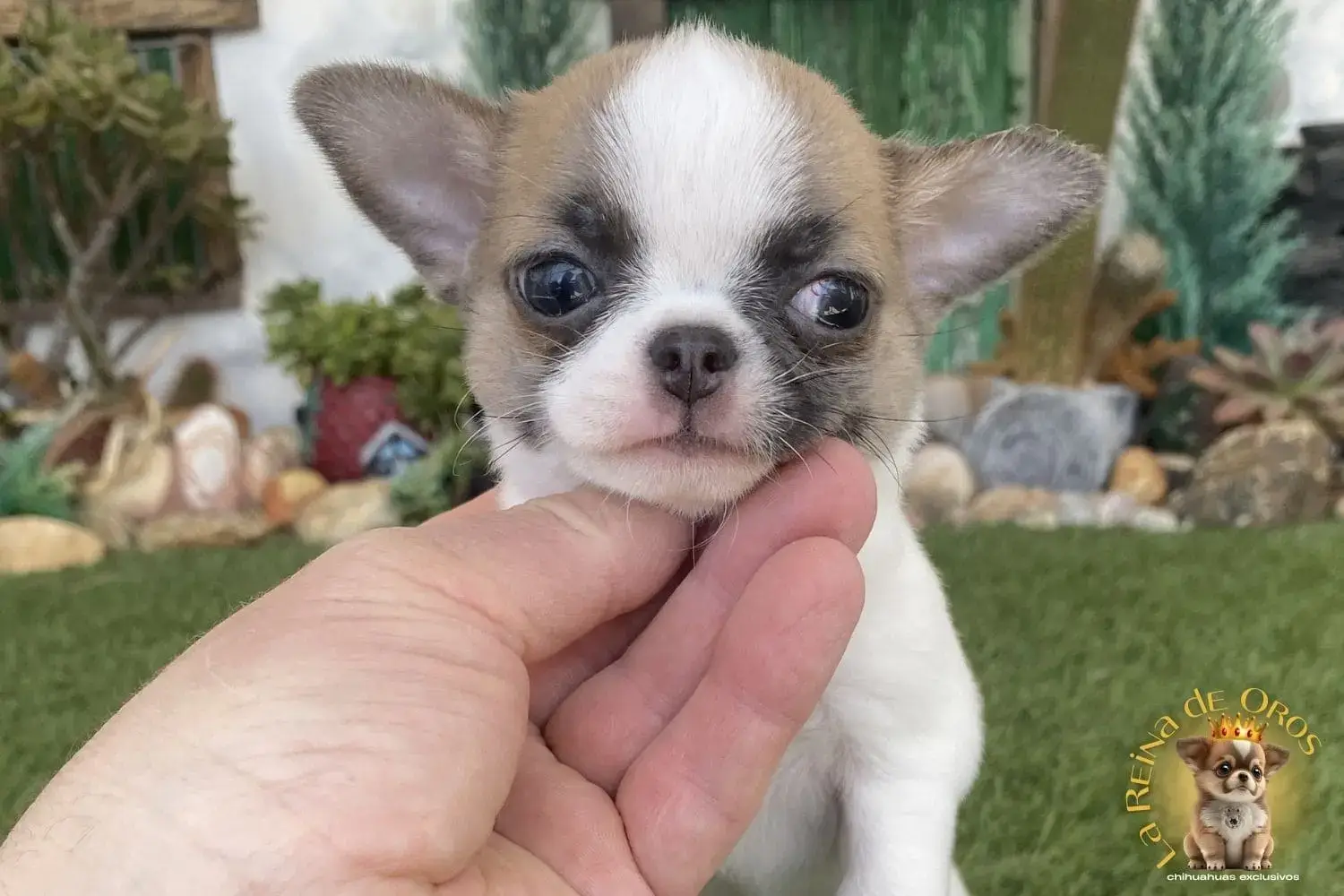 cachorro chihuahua piluka