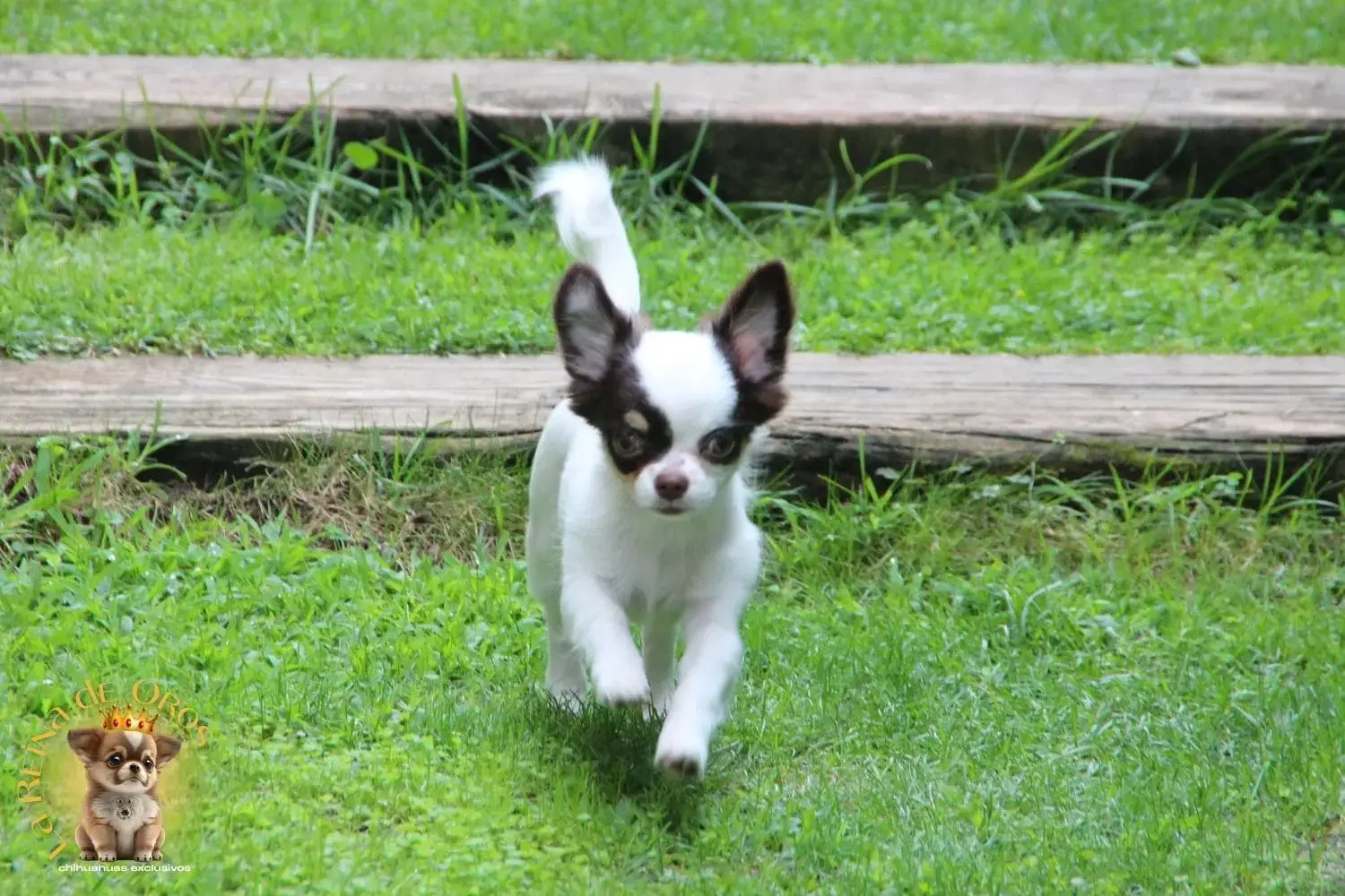 cachorro chihuahua hembra