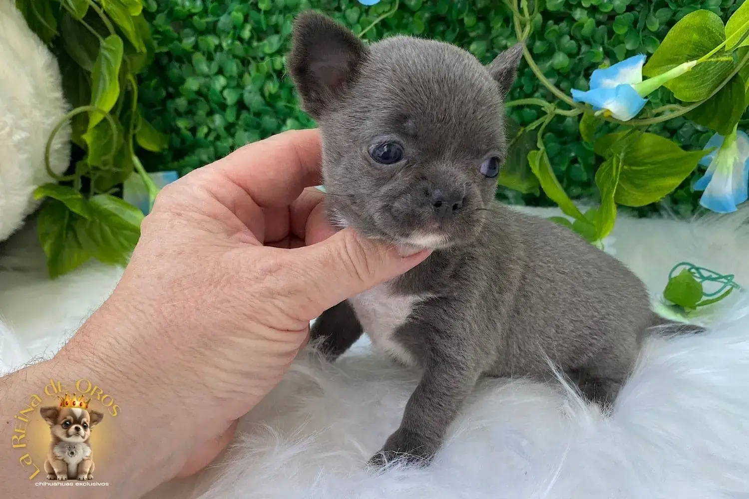 cachorro chihuahua lluvia miniatura