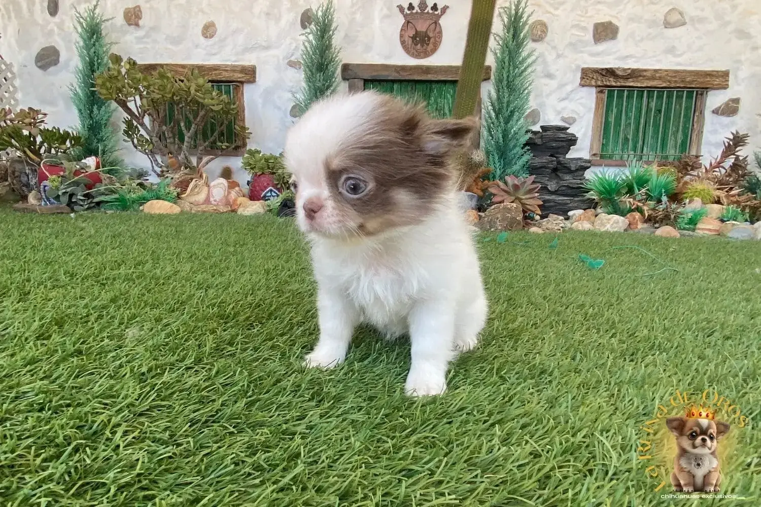chihuahua gominola color blanco y lilac