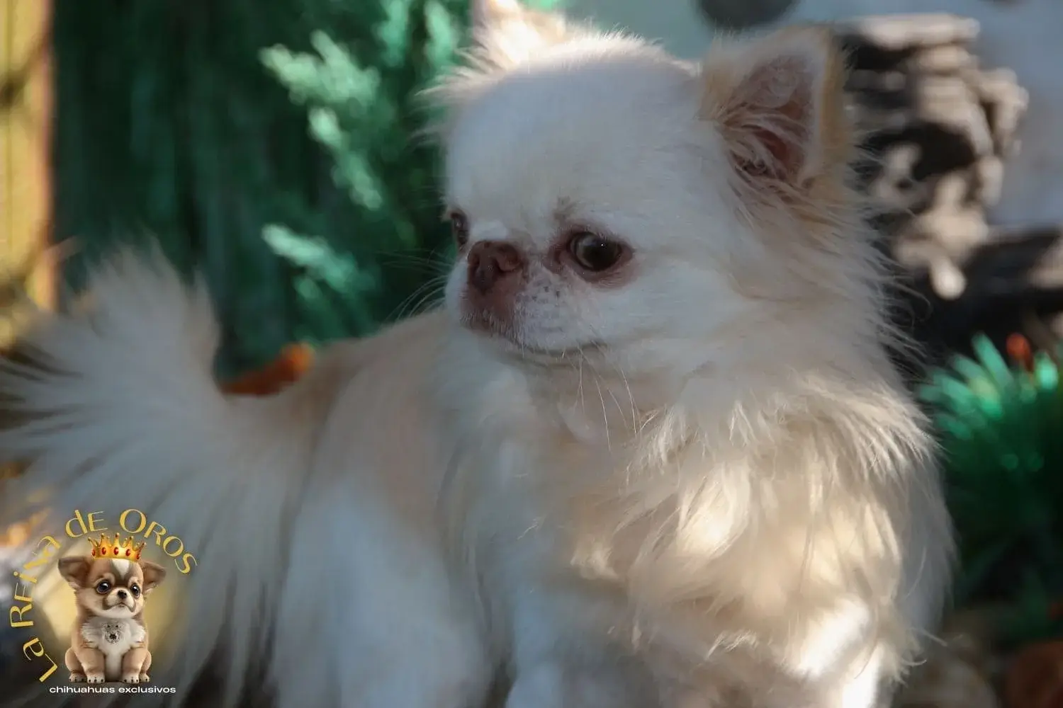 chihuahua pelo largo