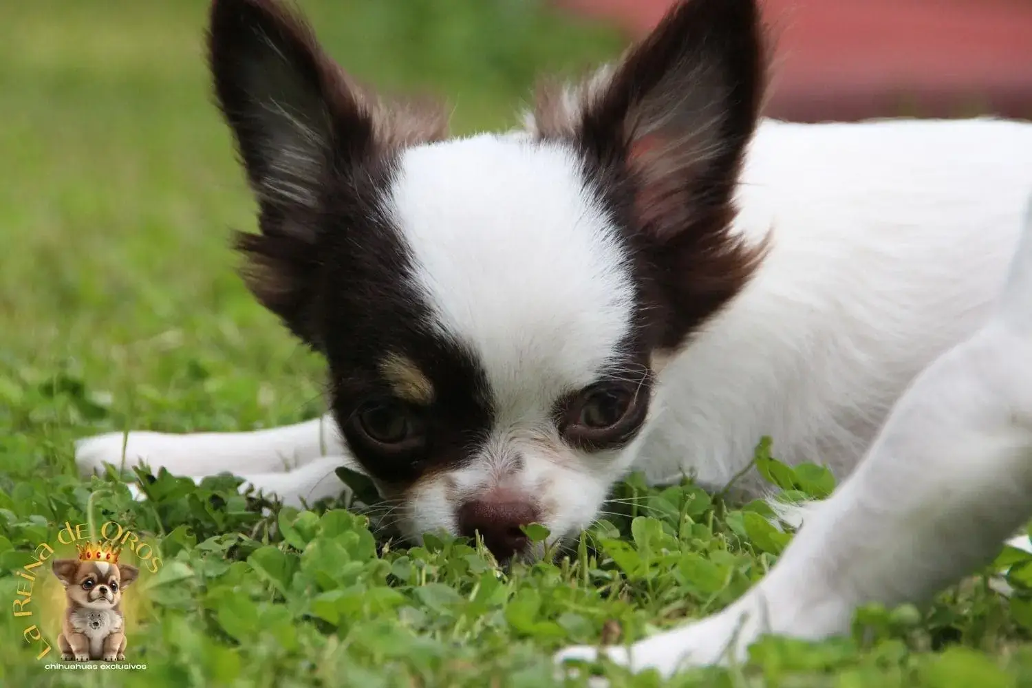 comprar chihuahua pelo largo