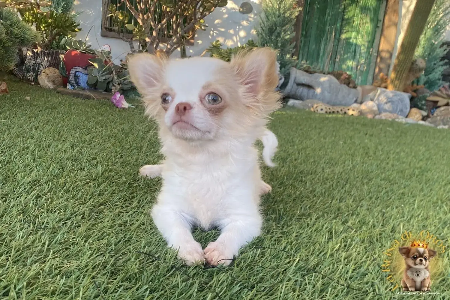 cachorro chihuahua minia katrina