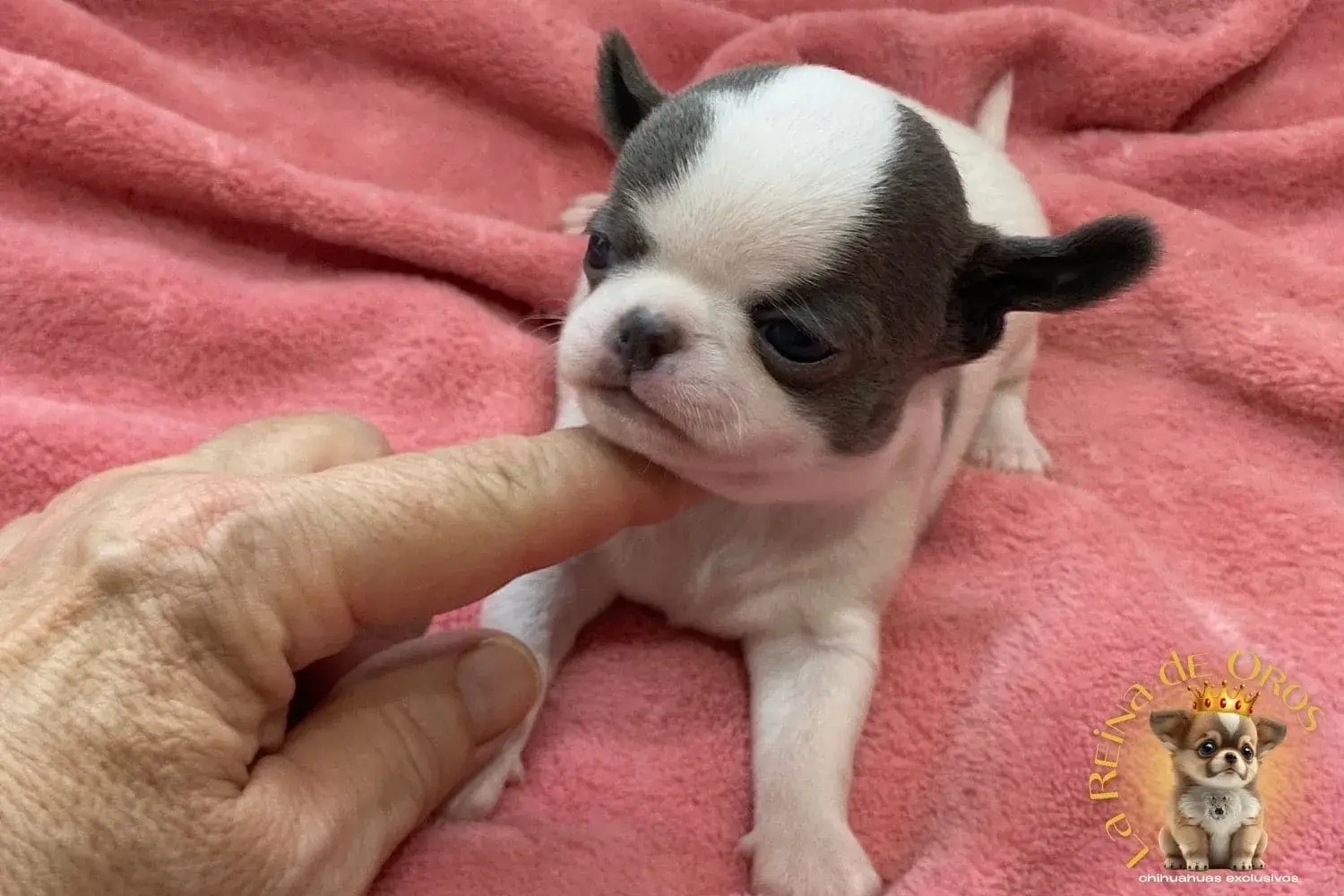 cachorro-chihuahua-minimo-blanco-azul