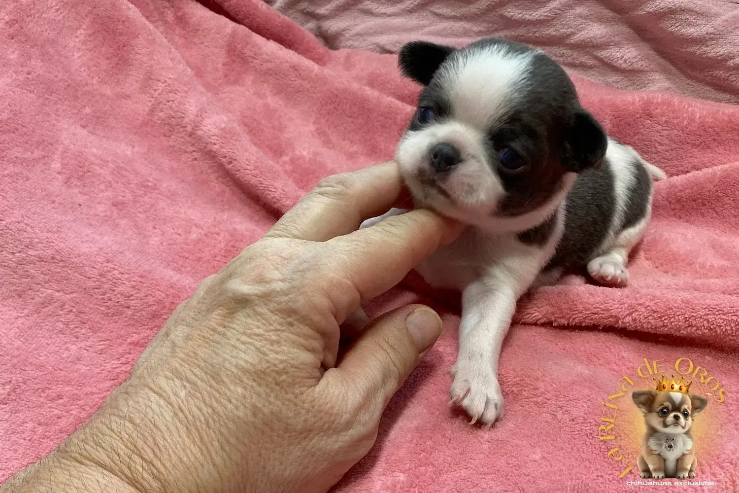 cachorro-chihuahua-menino-alta-seleccion
