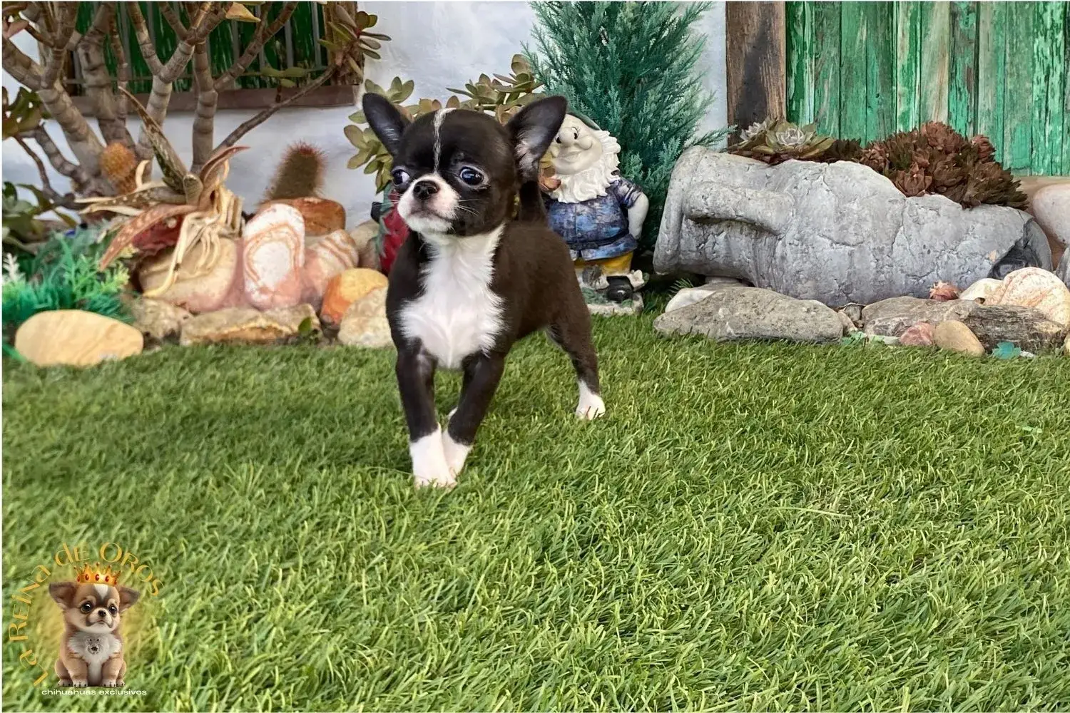 comprar chihuahua toy