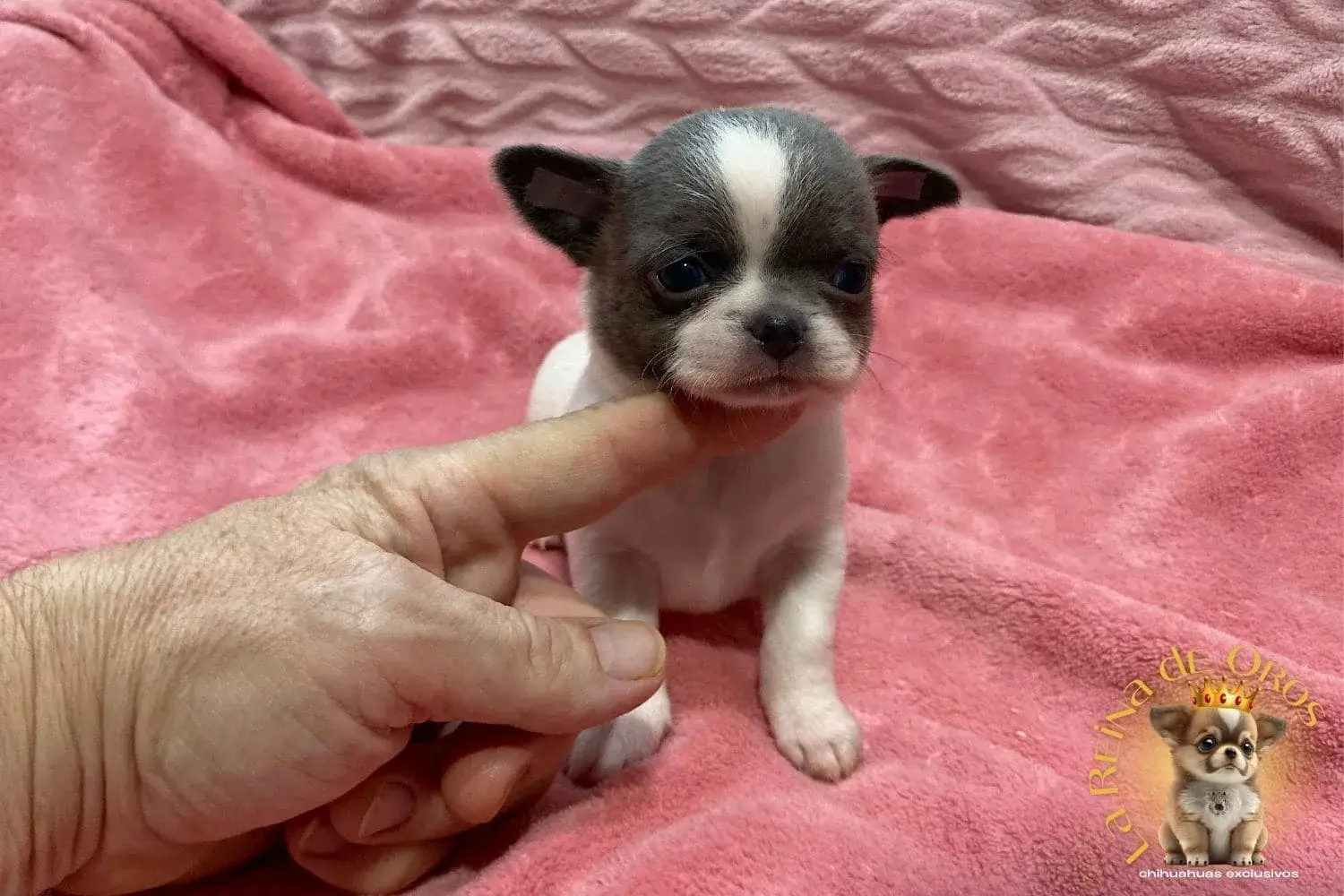 cachorro-chihuahua-lexter