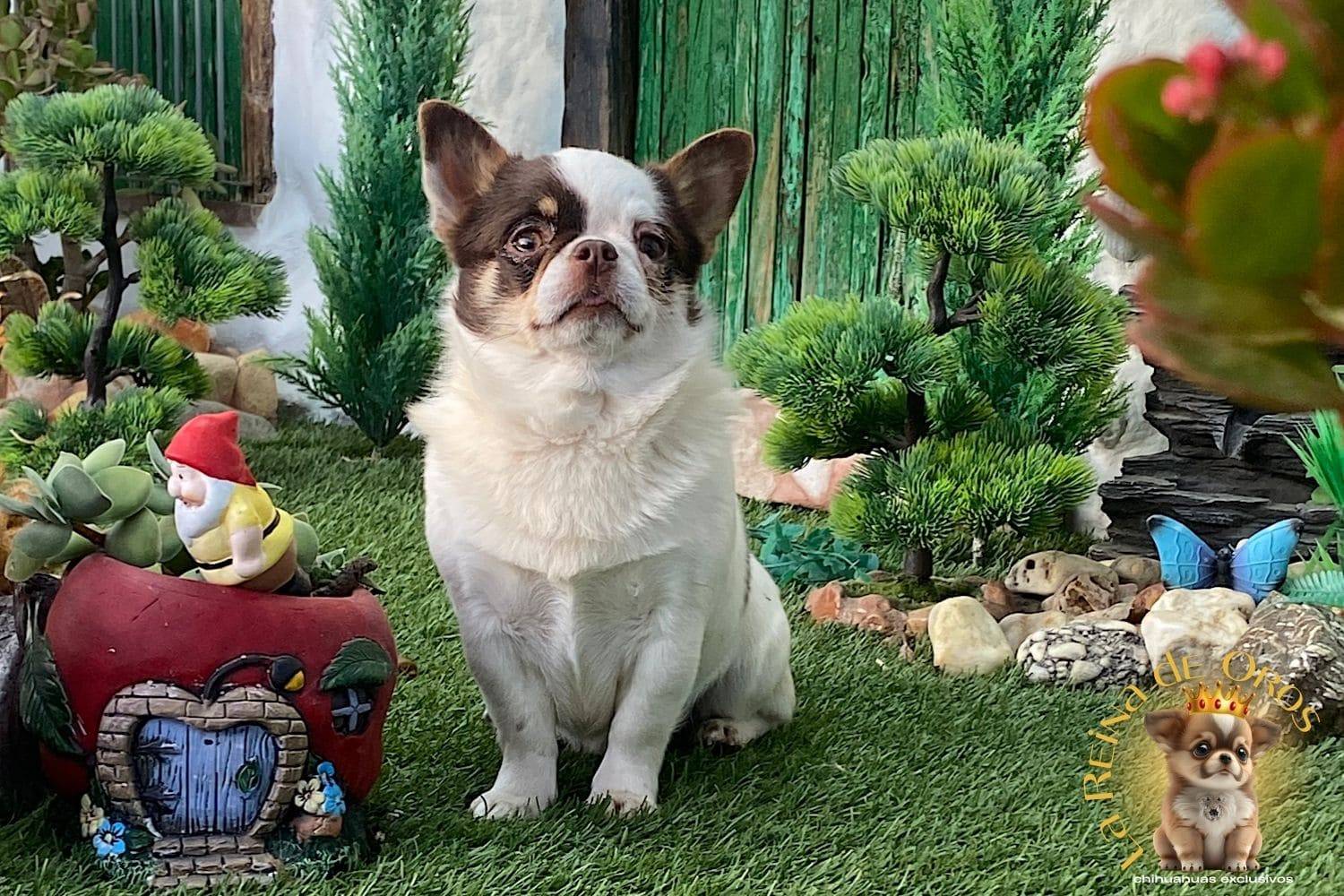 macho-chihuahua-adulto-pelo-corto-blanco-chocolate-cria-de-chihuahuas