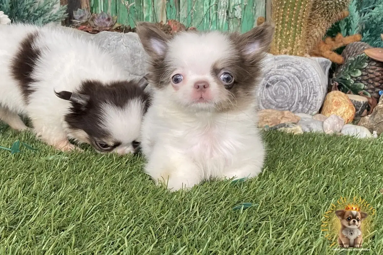 chihuahua lilac blanco color