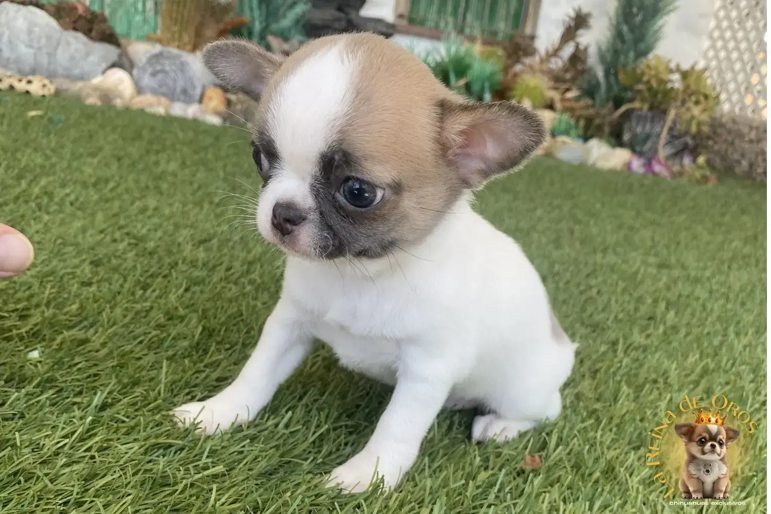 cachorro chihuahua piluka color azul faw