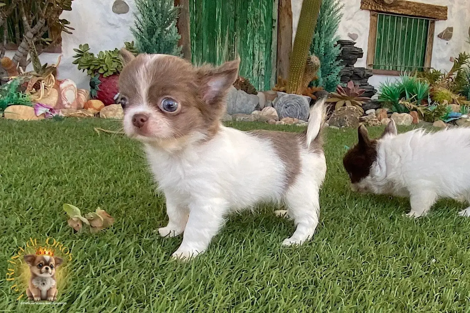 cachorro chihuahua donna