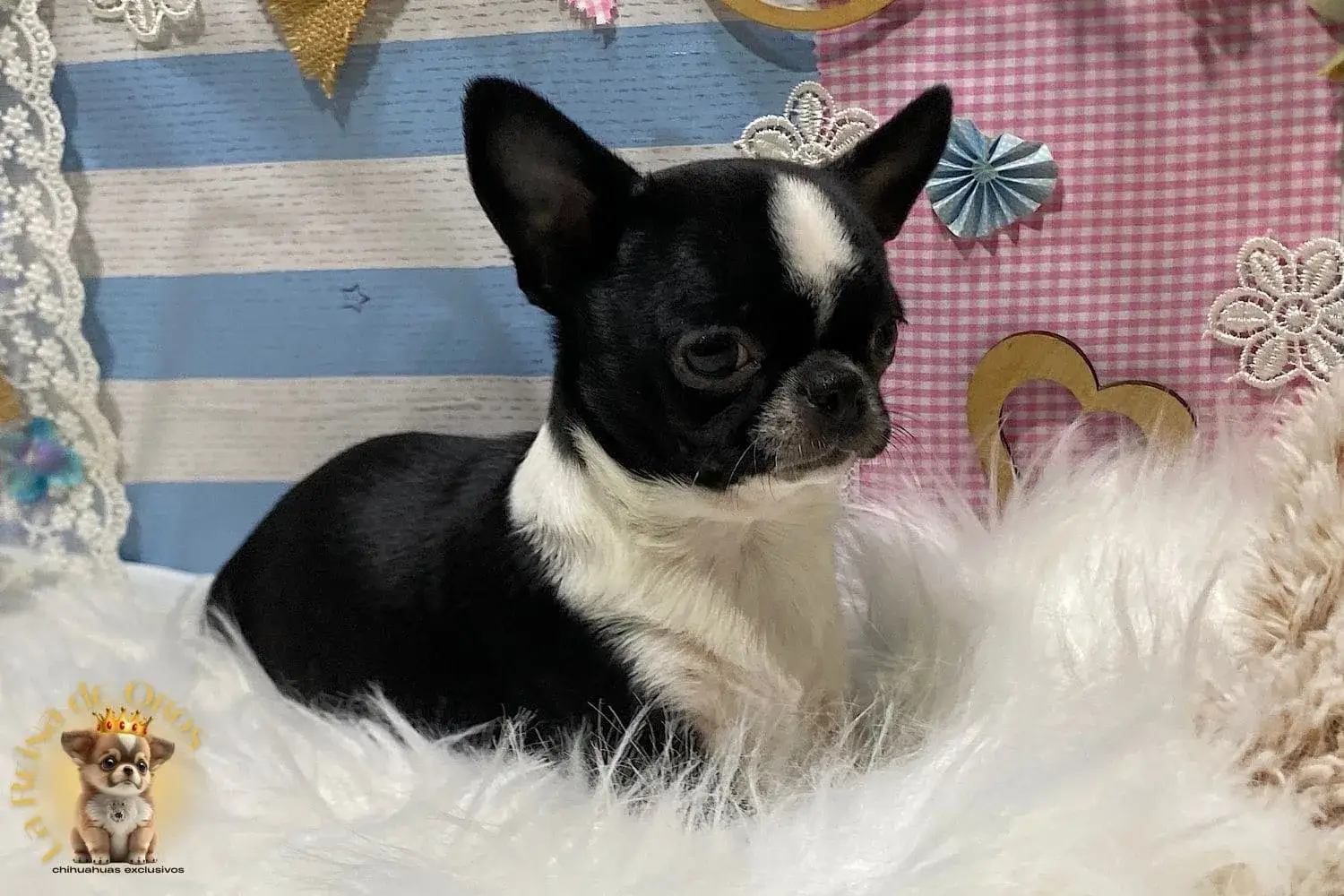 comprar cachorro chihuaua