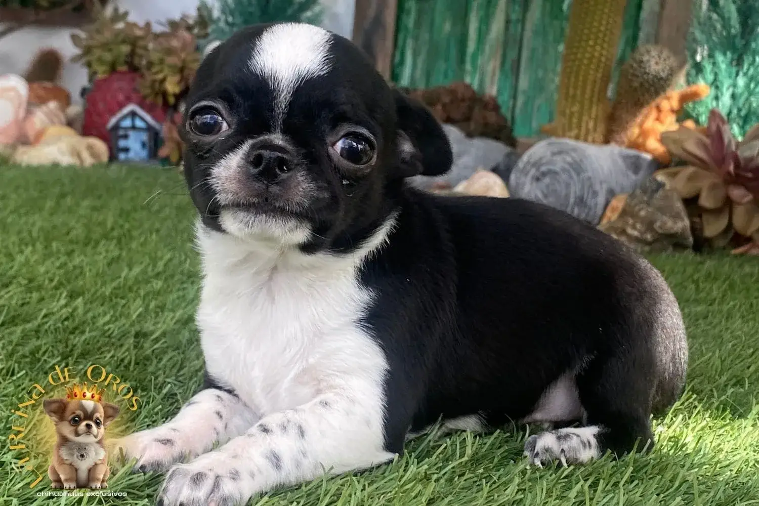 cachorro chihuahua cabeza manzana