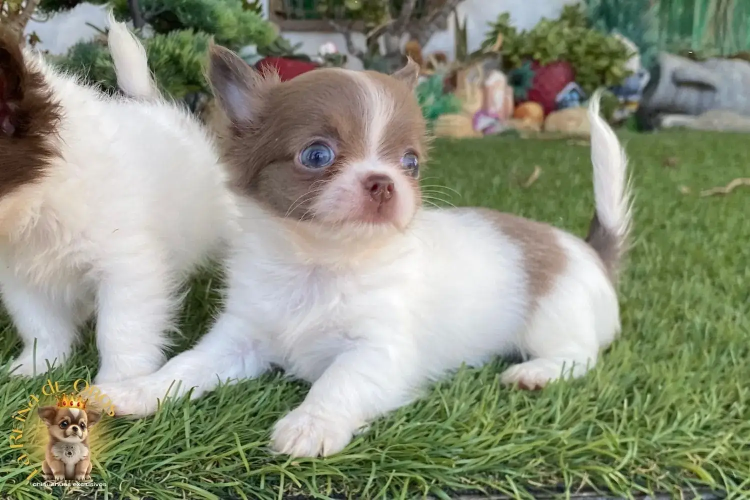 cachorro chihuahua donna blanco y lilac
