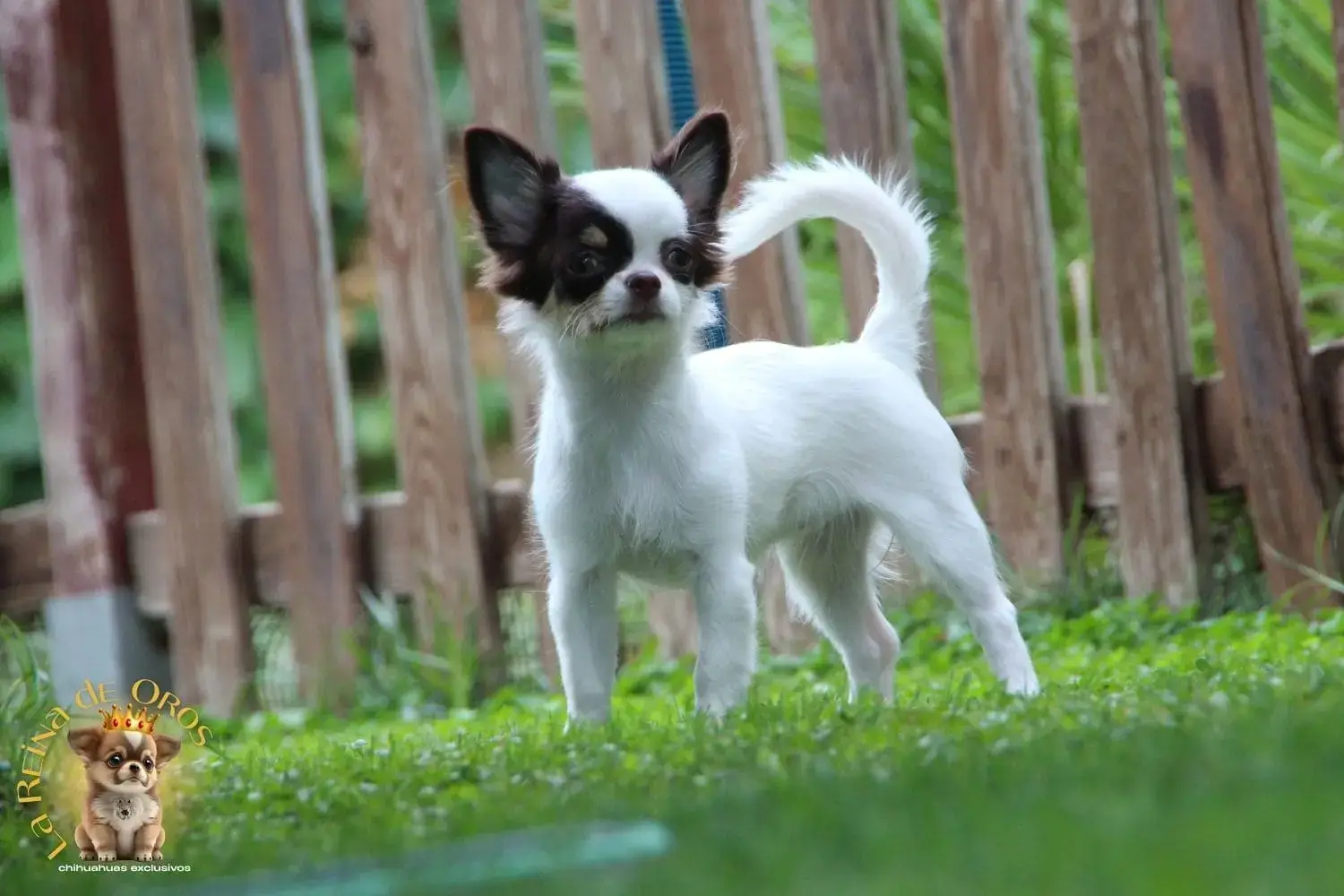 cachorro chihuahua pelo largo gina de la reina de oros