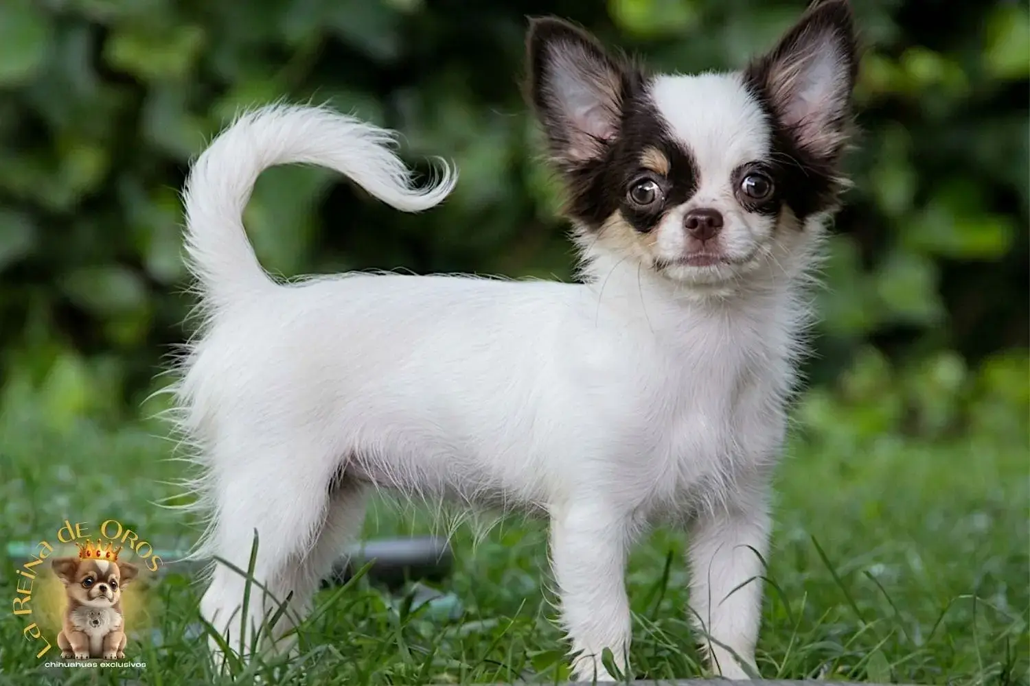 cachorro chihuahua gina en venta